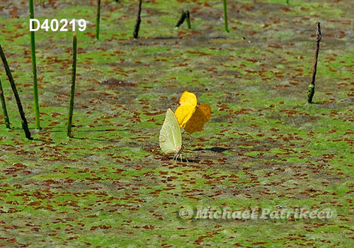 Anteos menippe, male and female